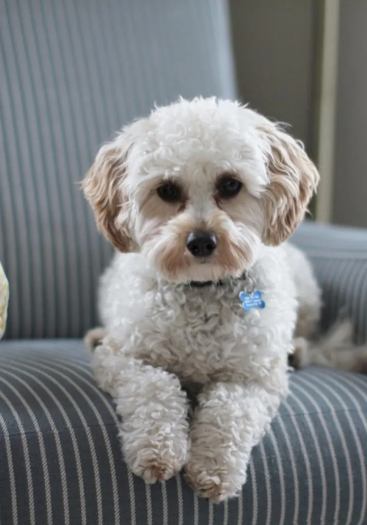 Tofu, a little white dog with curly fur